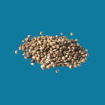 Cannabis Sativa Seed Oil