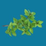 Mentha Piperita (Peppermint) Oil